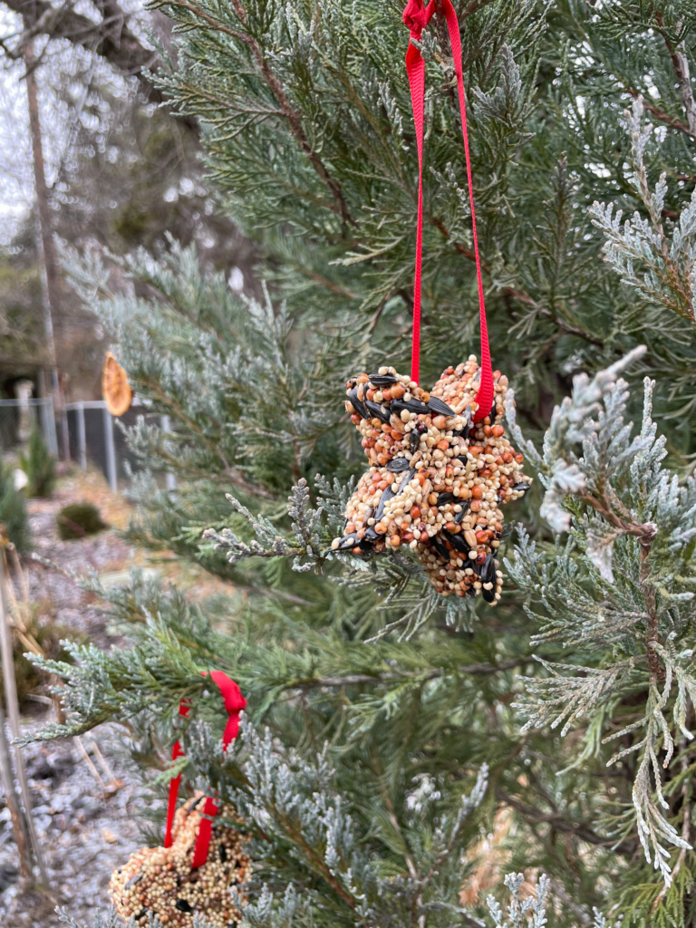bird feeders in trees
