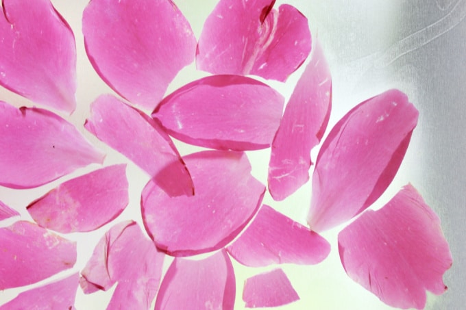 pink flower petals on contact paper for spring flower craft