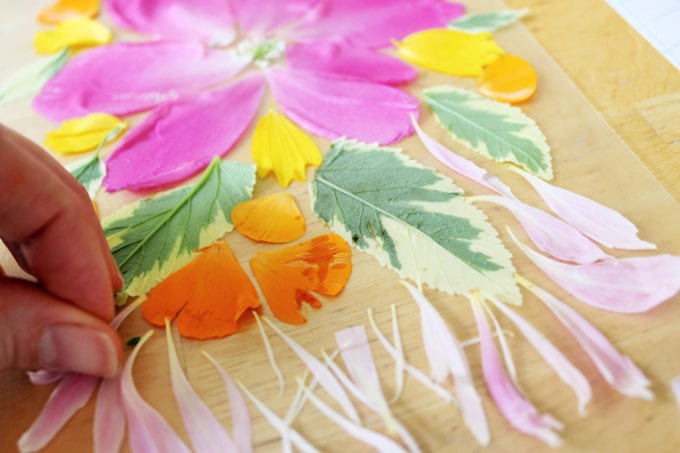 pressing flowers onto contact paper