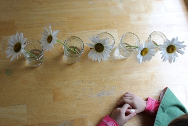 daisy flower experiment