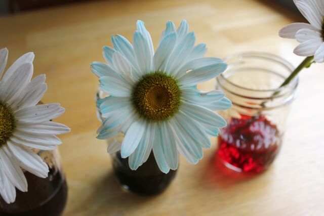 Painted Daisies :: Simple Science Experiments for Kids