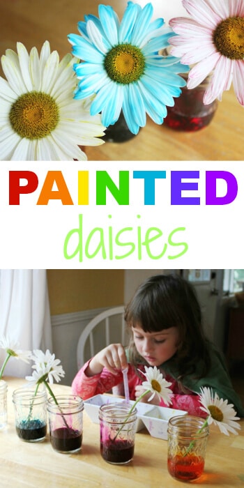 Painted Daisies :: Simple Science Experiments for Kids