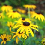 summer post featured