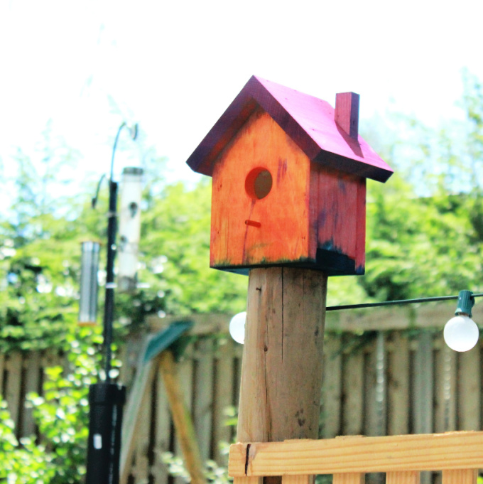 בית ציפורים מצויר על גדר