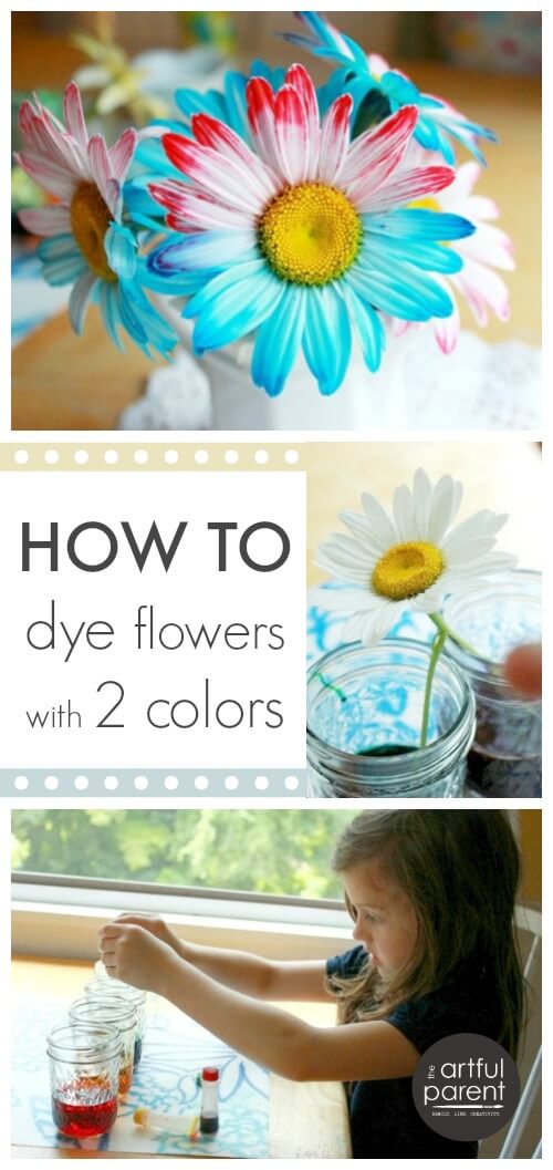 how-to-dye-flowers-with-two-colors