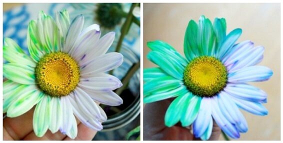 Flowers absorbed the liquid colors and changed color within an hour.