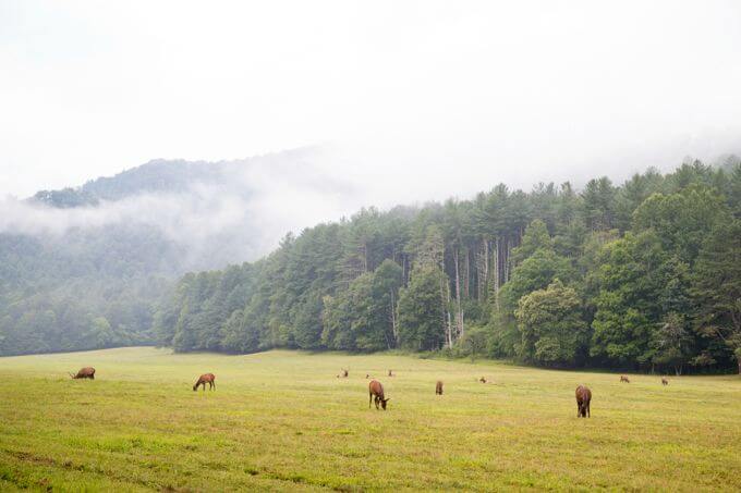 Elk Herd in Meadow at Cataloochee in the Great Smoky Mountain National Park
