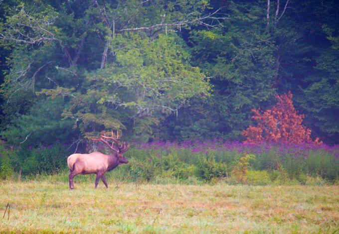 Elk at Cataloochee in the Great Smoky Mountain National Park
