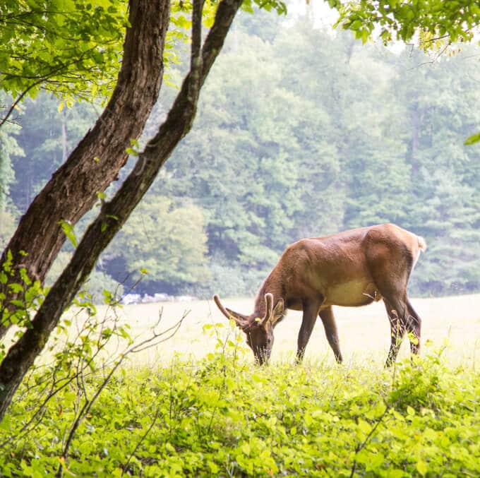 Elk at Cataloochee in the Great Smoky Mountain National Park
