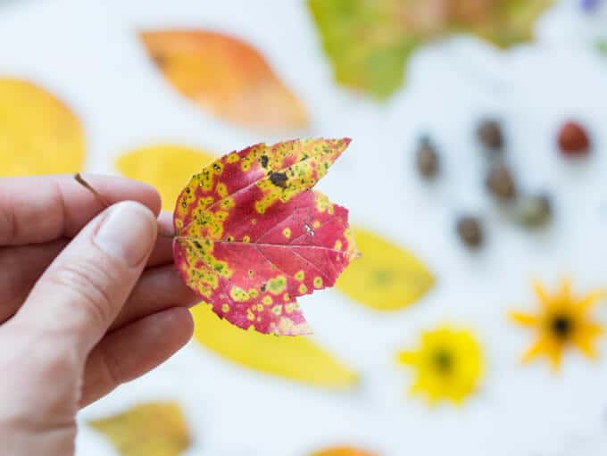 Fall Leaf Art with the Scratch Art Technique