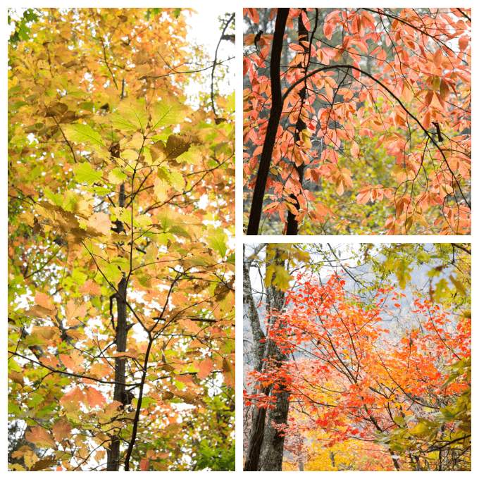 Autumn Leaf Suncatchers in Nature