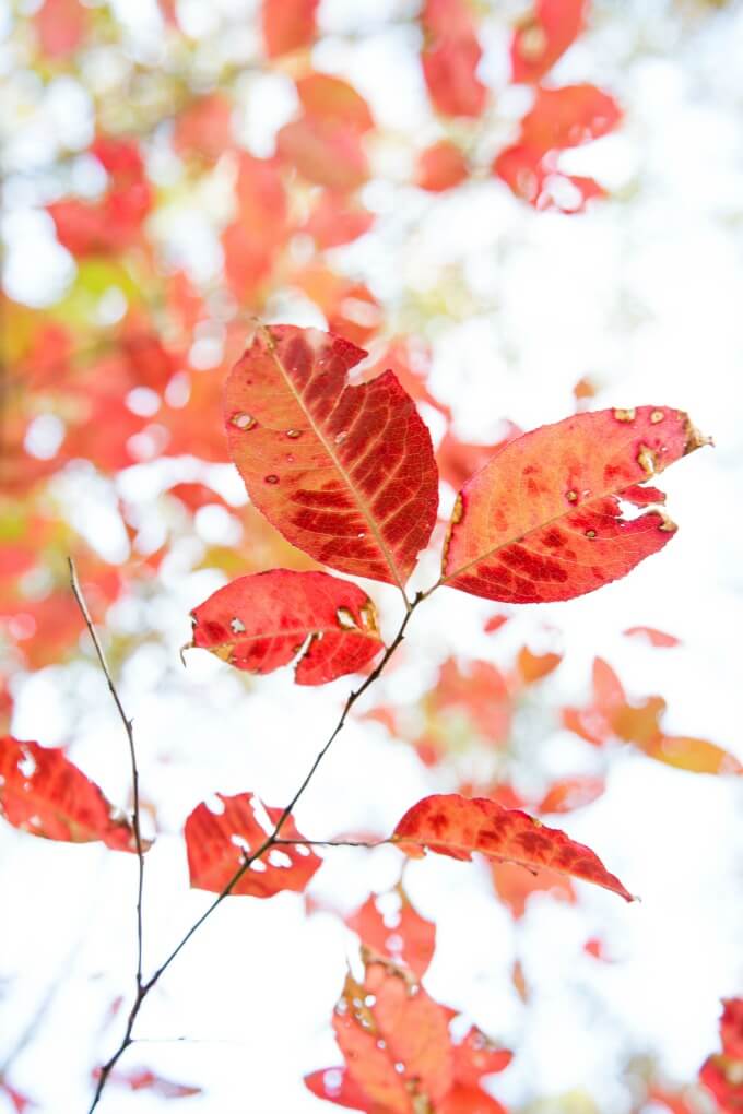 Autumn Leaf Photo