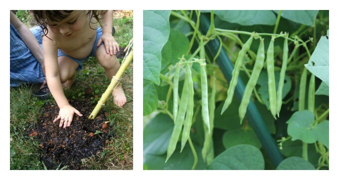 Plant Pole Bean Seeds on Garden Teepee