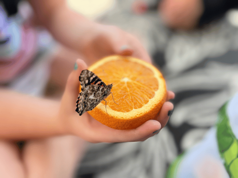 raising butterflies featured image