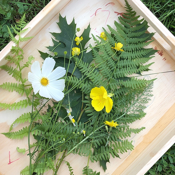 Flowers and ferns for making sunprints