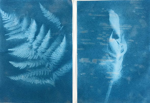 Sunprints-of-a-fern-and-feather