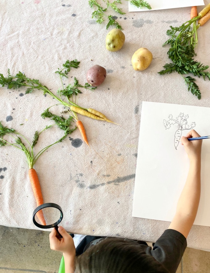 child drawing root vegetables_samara caughey