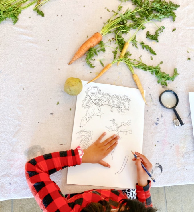 kids drawing ideas observing root vegetables_samara caughey