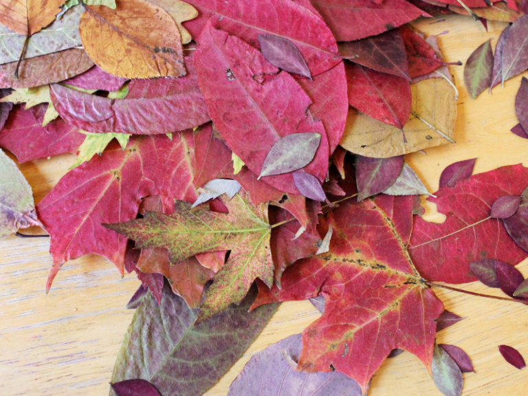 leaves on table