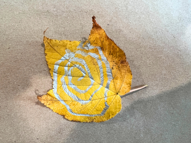 leaf with swirl
