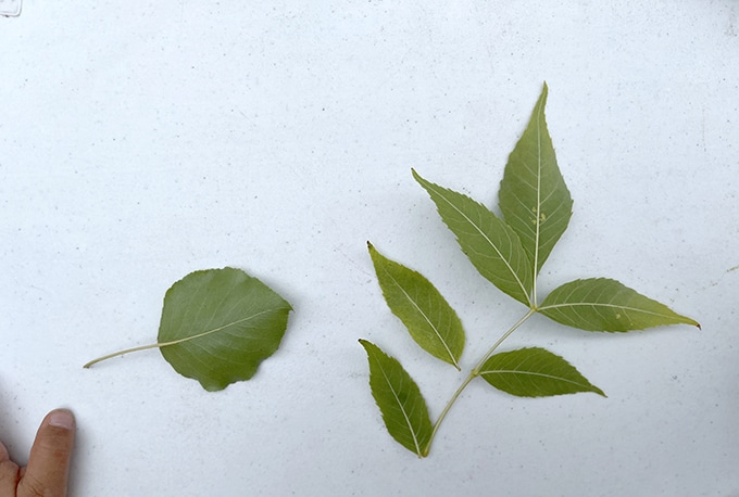 leaves vein side facing up