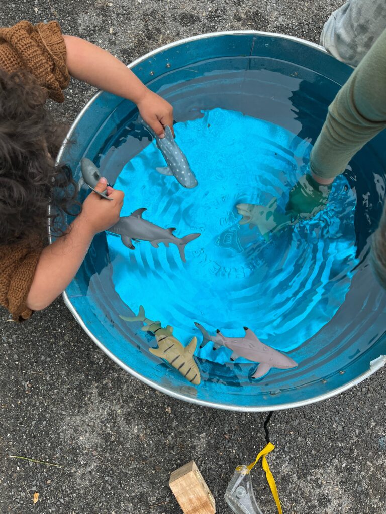 water play sharks