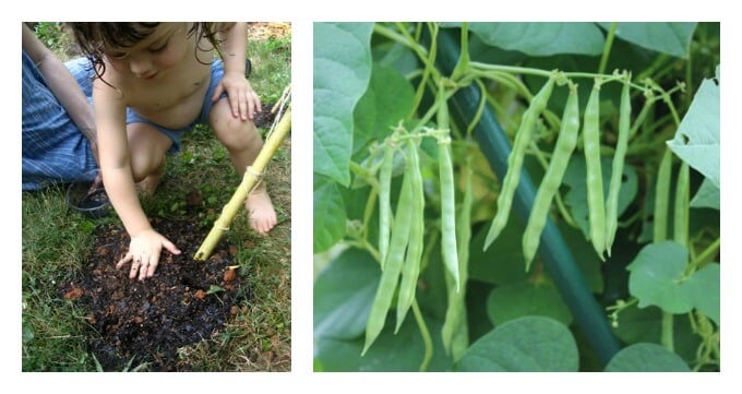 Plant-Pole-Bean-Seeds-on-Garden-Teepee