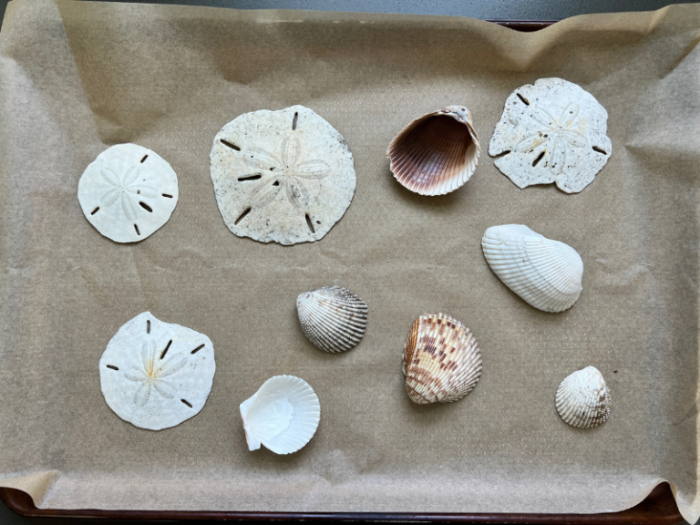 shells on cookie sheet