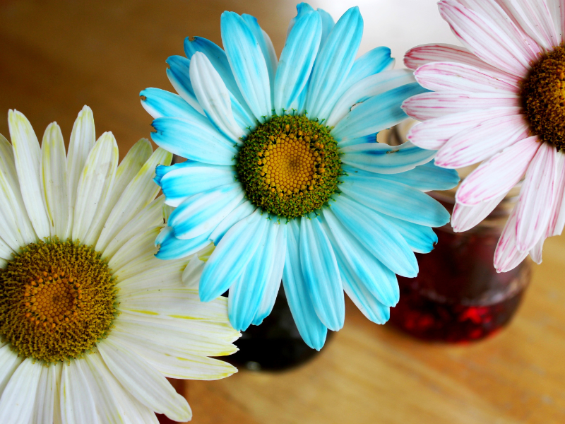 dyed flowers