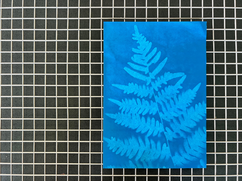 sun prints