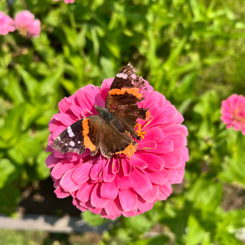 butterfly on flower