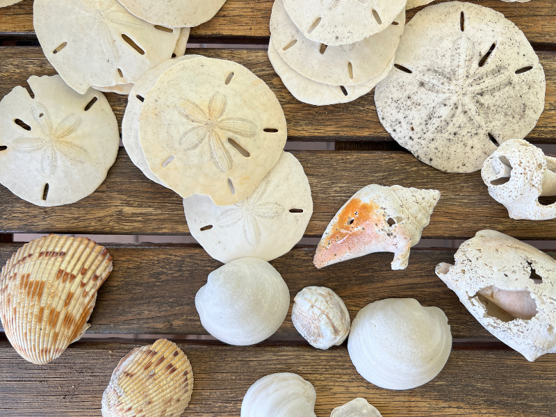 shells