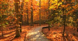 Sunlit autumn forest with a wooden boardwalk path winding through golden, leaf-covered trees