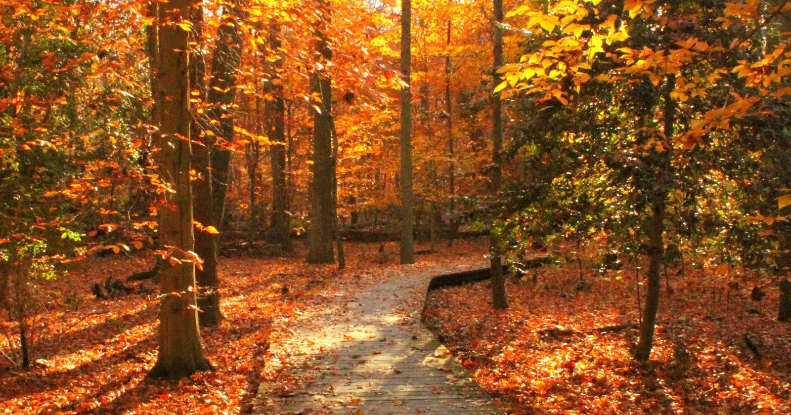 Sunlit autumn forest with a wooden boardwalk path winding through golden, leaf-covered trees
