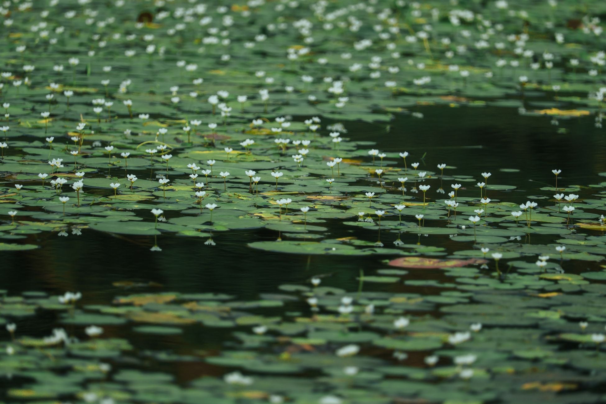 A tranquil pond with water lilies gently floating, capturing natural beauty and peace.