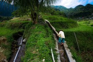 Asian farmer in traditional attire tending to a lush, green rice terrace field in a mountainous rural landscape.