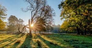 Morning sunlight bursting through a bare tree over an open, dew-lit meadow at the edge of a wood