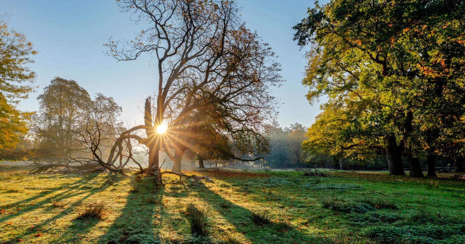 Morning sunlight bursting through a bare tree over an open, dew-lit meadow at the edge of a wood