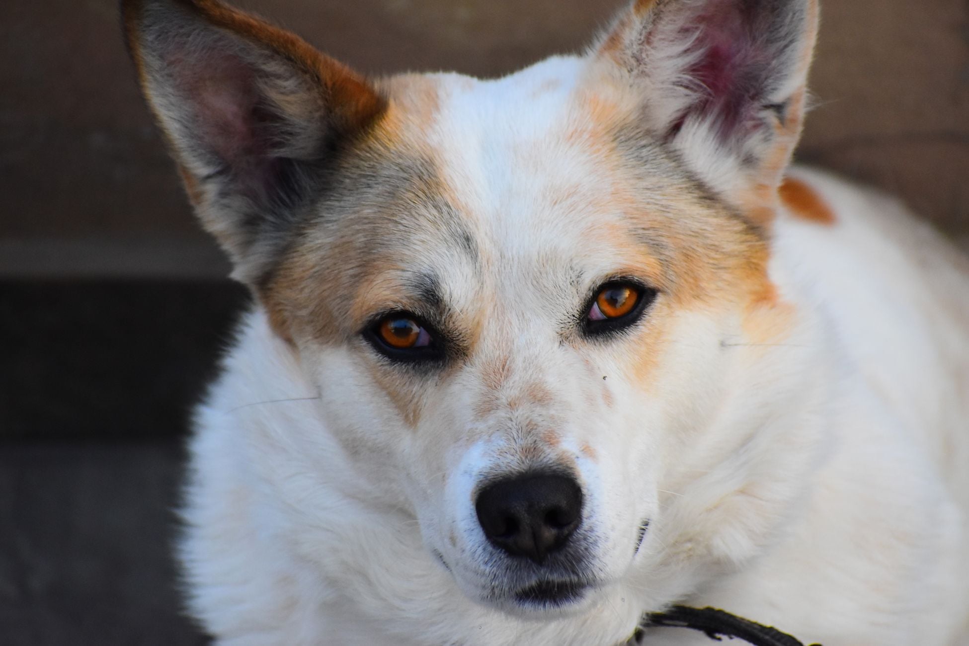 Beautiful close-up portrait of a mixed breed dog with striking orange eyes and a curious expression.