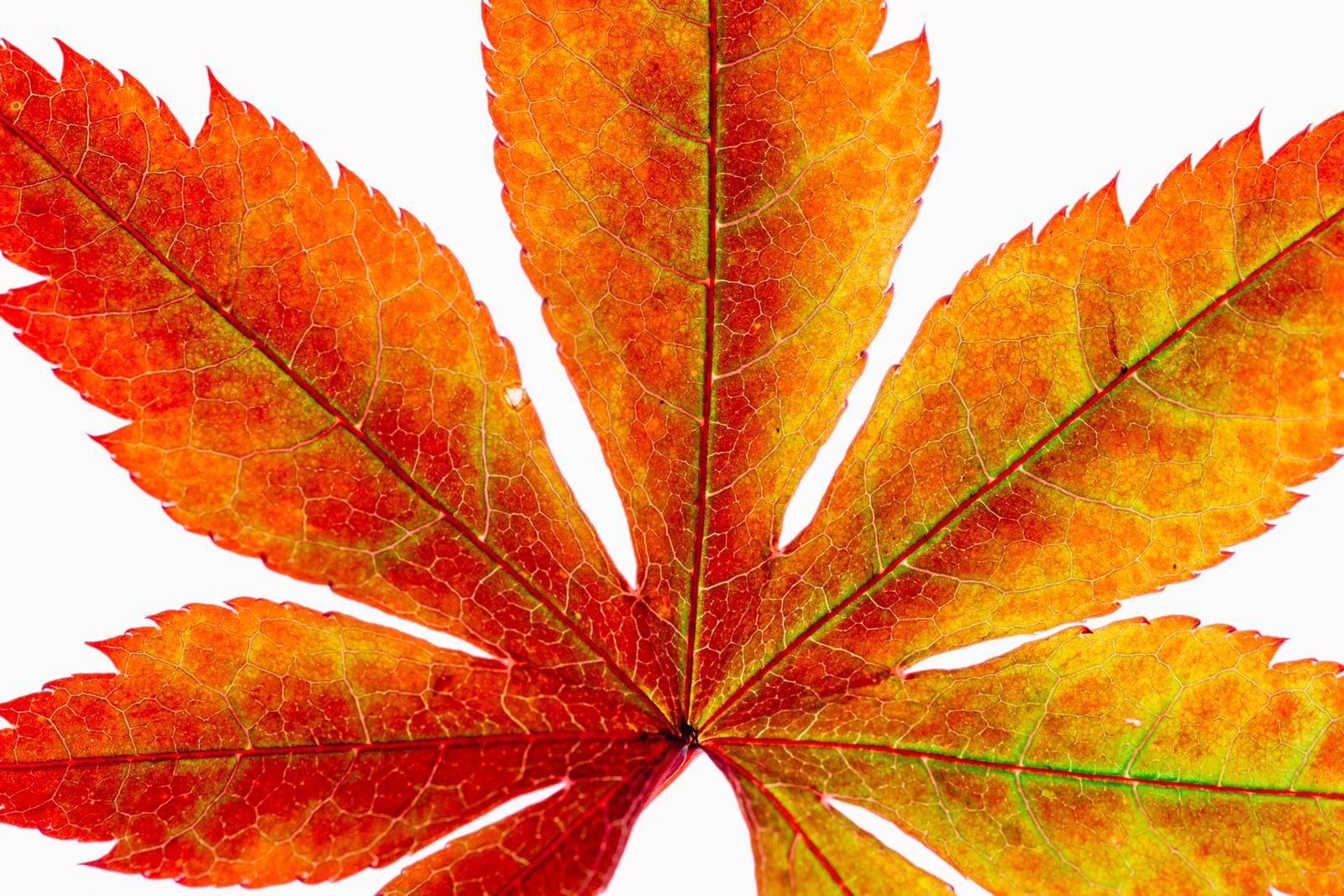 pressed autumn leaves