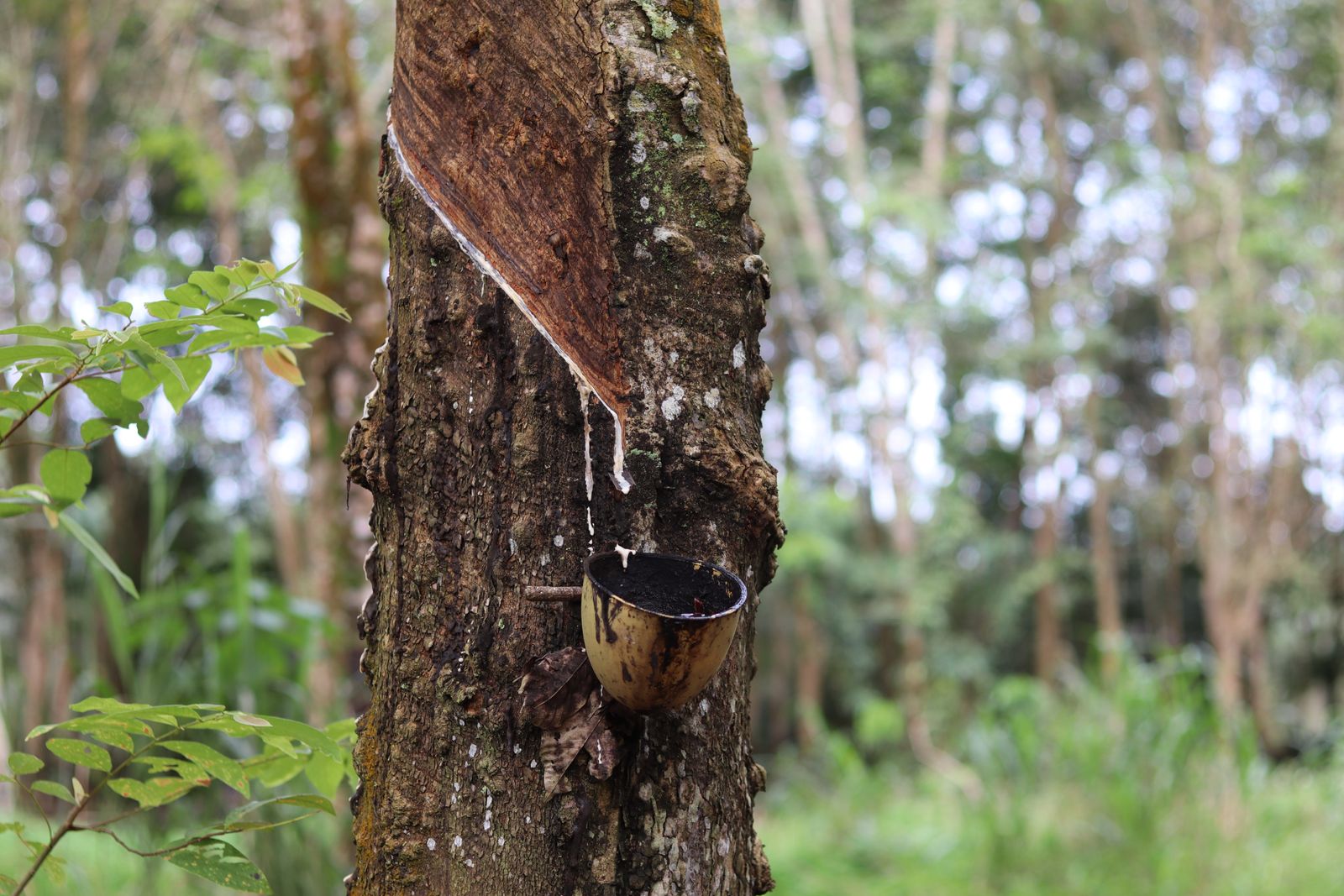 rubber tree tapping latex
